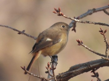 2023年12月25日(月) 京都御苑の野鳥観察記録