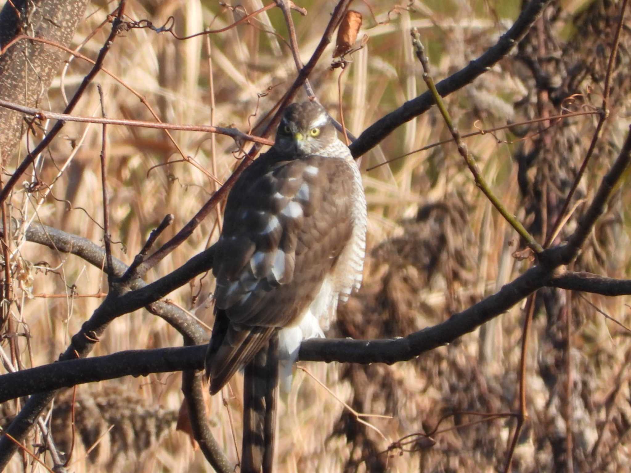 Photo of Eurasian Sparrowhawk at 岡山市百間川 by タケ