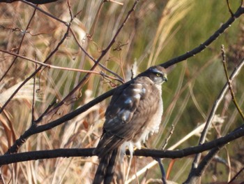 Eurasian Sparrowhawk 岡山市百間川 Mon, 12/25/2023