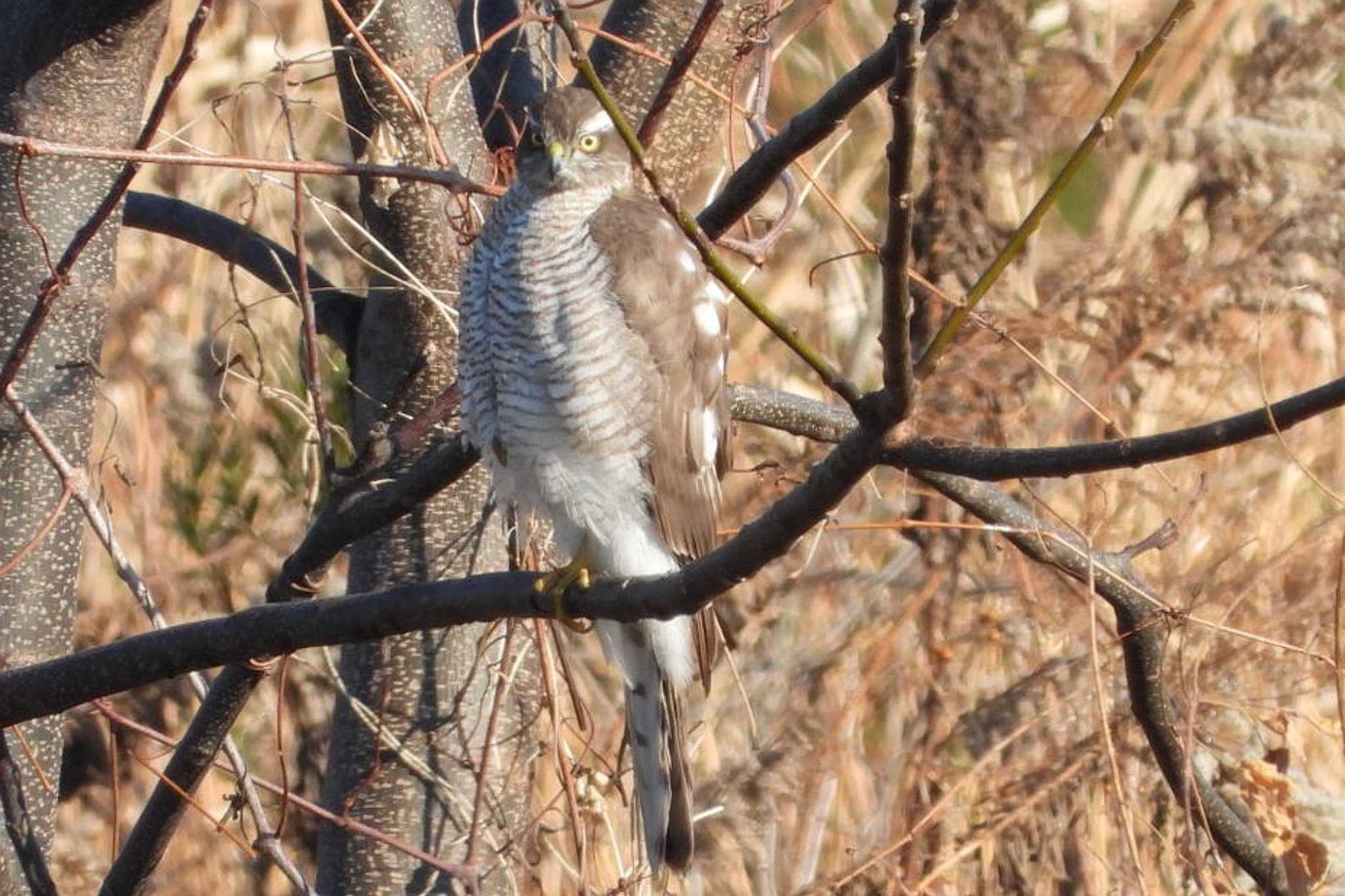 Photo of Eurasian Sparrowhawk at 岡山市百間川 by タケ