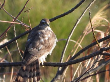 Eurasian Sparrowhawk 岡山市百間川 Mon, 12/25/2023