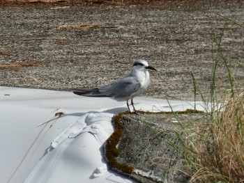 Whiskered Tern Yoron Island Sat, 10/20/2018