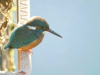 2023年12月25日(月) 妙正寺川の野鳥観察記録