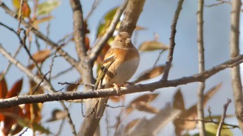 2023年12月25日(月) 奈良市水上池の野鳥観察記録