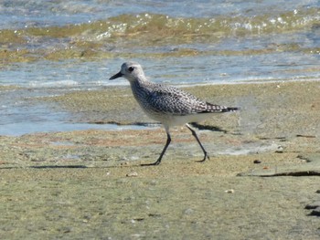 Grey Plover Yoron Island Sun, 10/21/2018