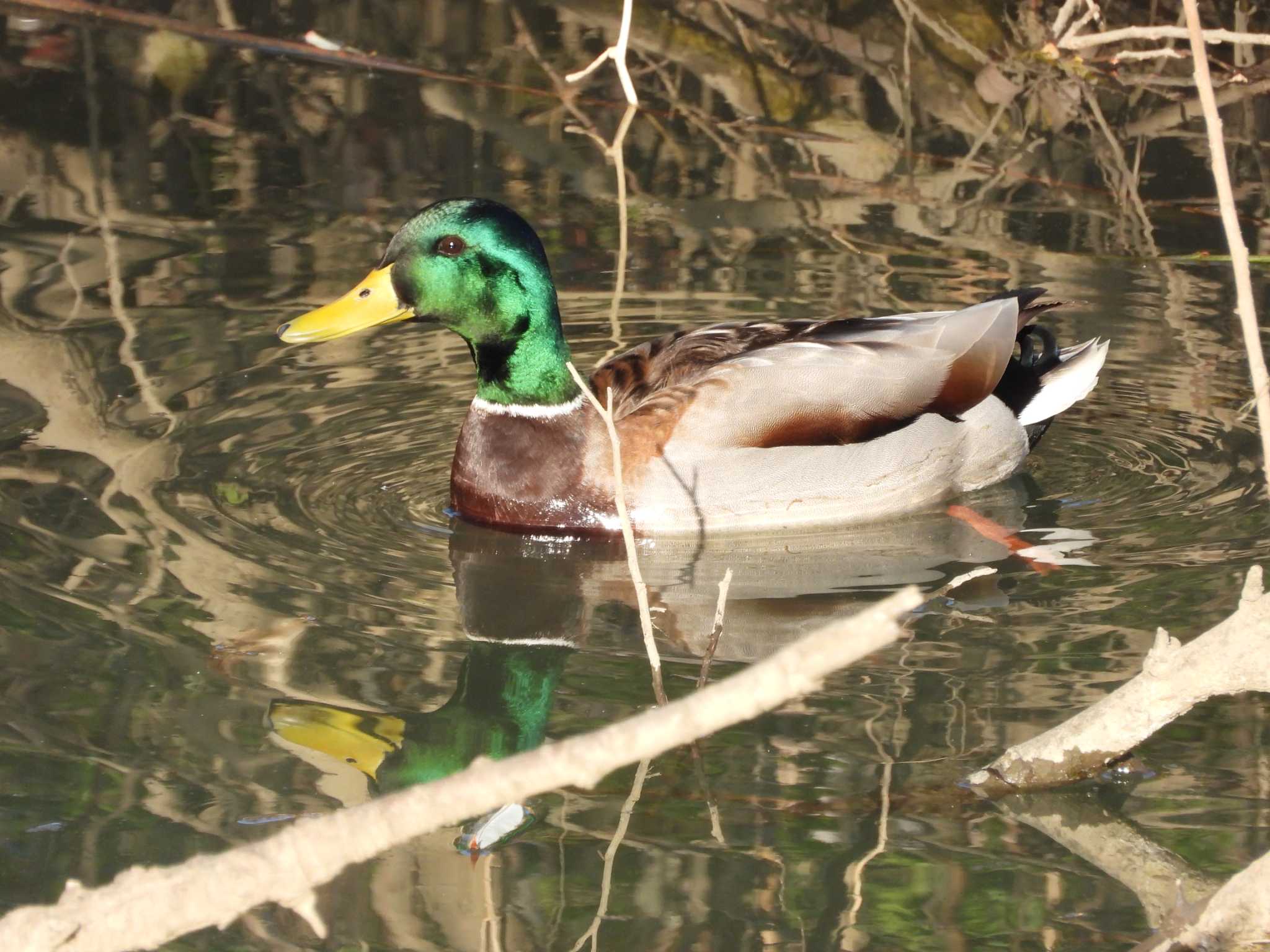 マガモ