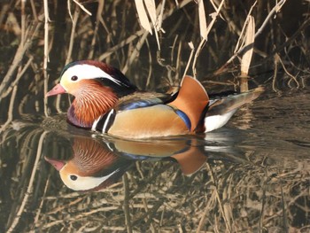 2023年12月24日(日) 綾瀬川の野鳥観察記録