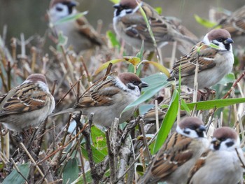 2023年12月24日(日) 四万川の野鳥観察記録