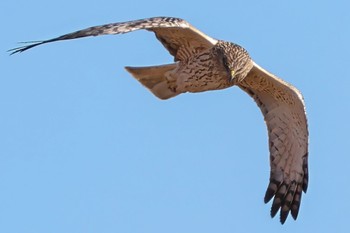 Eastern Marsh Harrier 茨城県 Sat, 12/23/2023