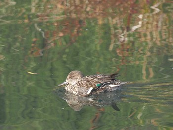 Eurasian Teal 河川環境楽園 Mon, 12/25/2023