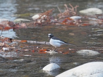 Japanese Wagtail 河川環境楽園 Mon, 12/25/2023