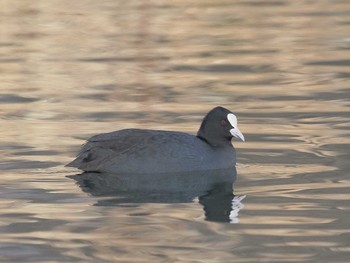 Eurasian Coot 河川環境楽園 Mon, 12/25/2023