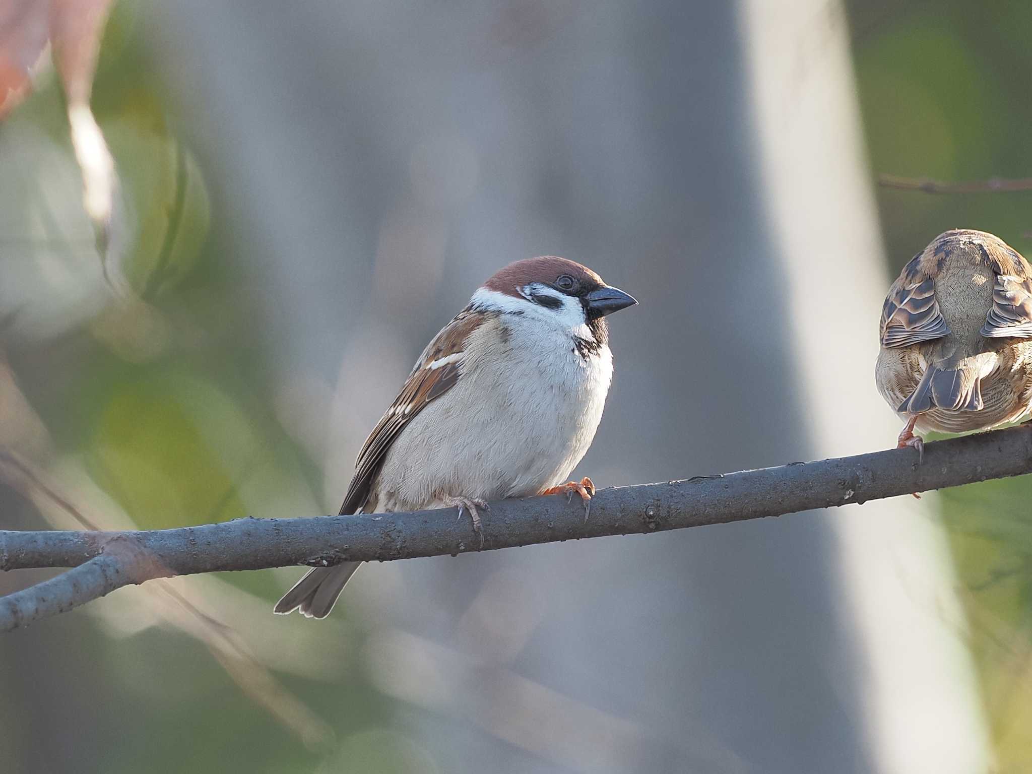 Photo of Eurasian Tree Sparrow at 河川環境楽園 by MaNu猫