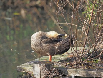 カルガモ 河川環境楽園 2023年12月25日(月)