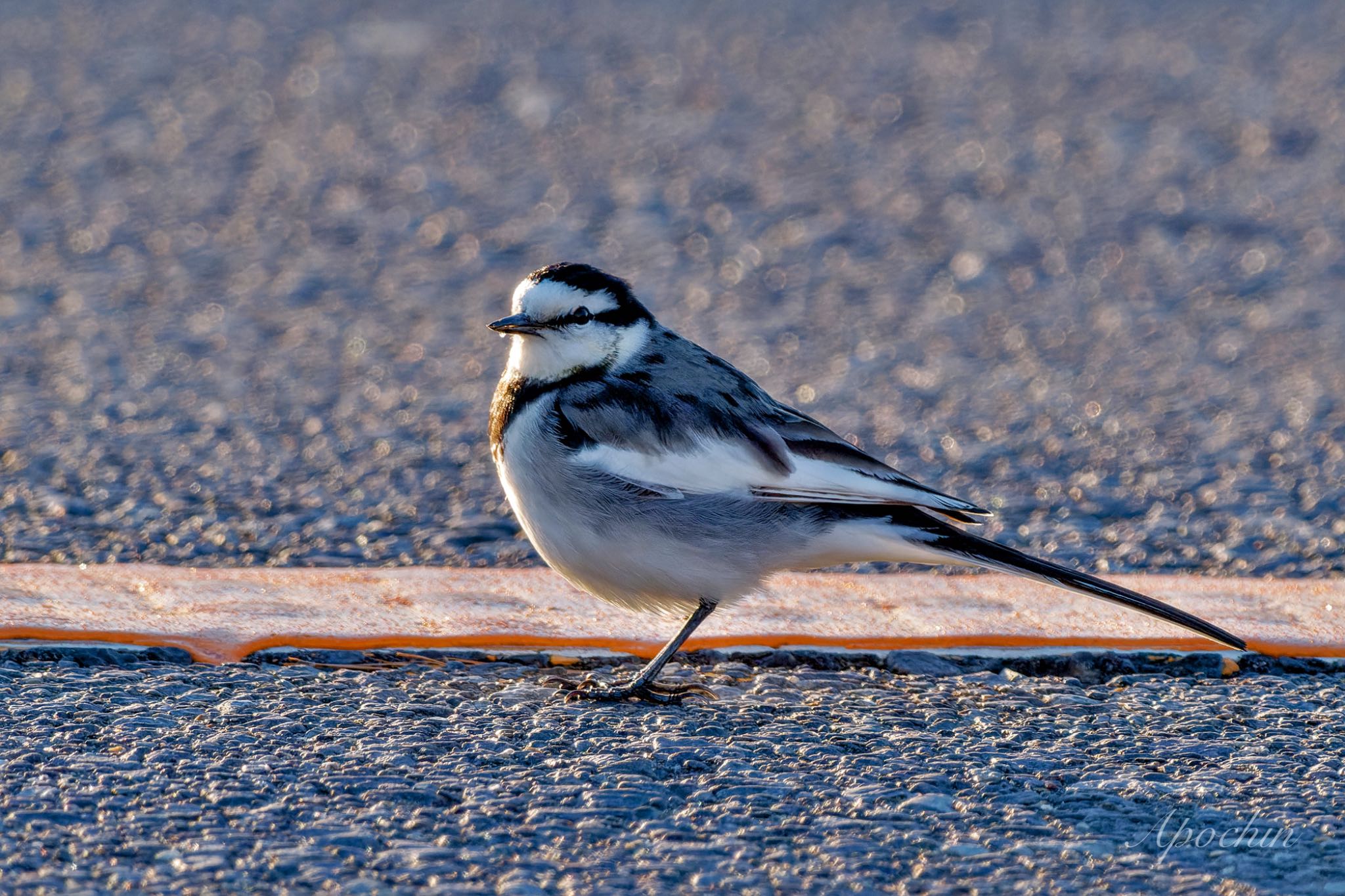 White Wagtail