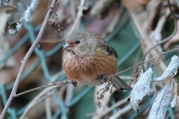 Siberian Long-tailed Rosefinch Hayatogawa Forest Road Sat, 12/23/2023