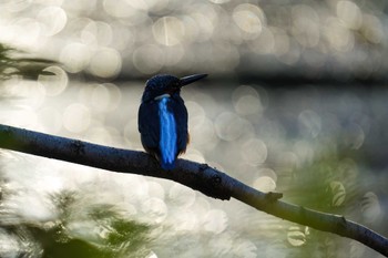 Common Kingfisher 名城公園 Thu, 12/21/2023