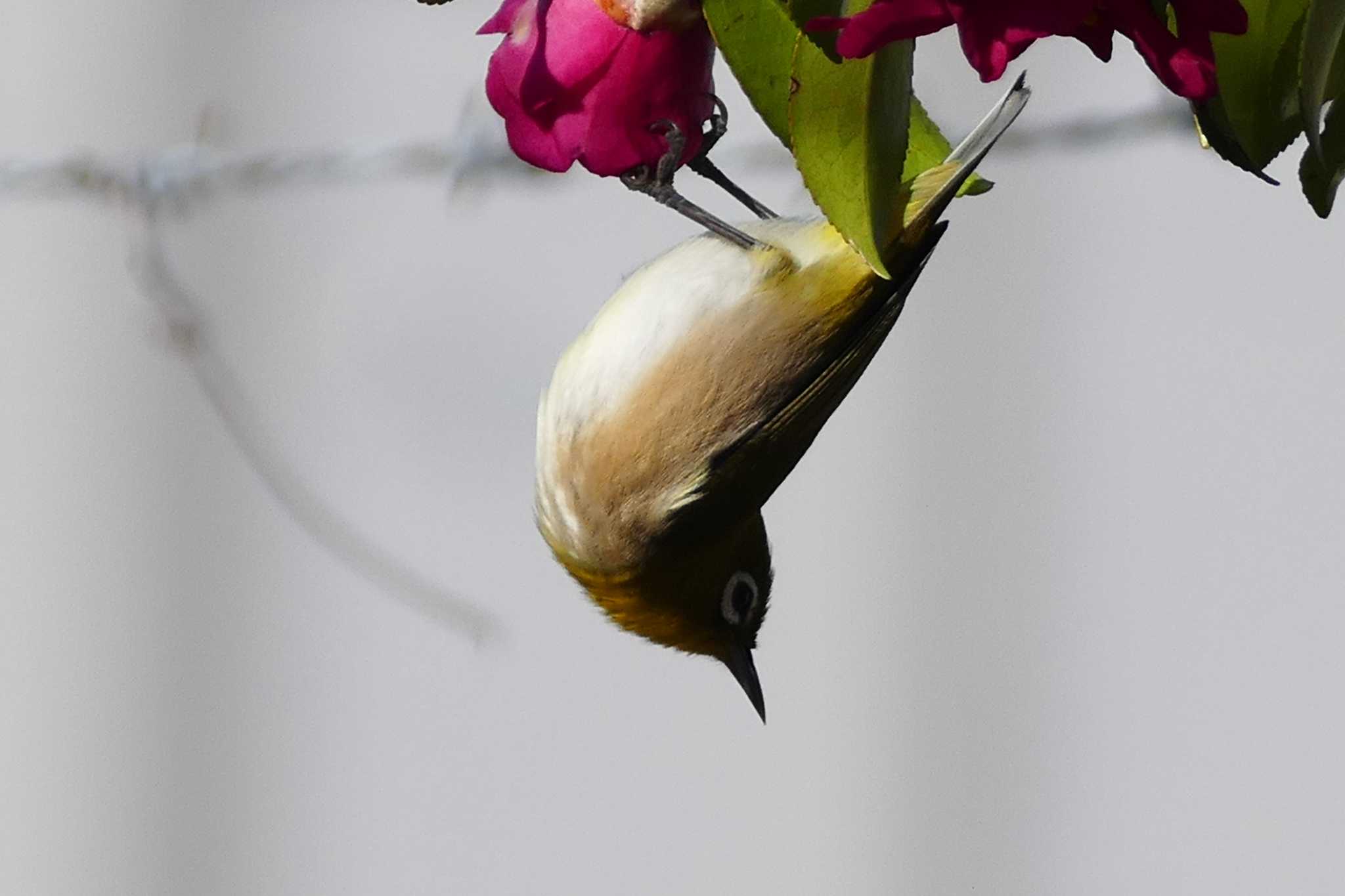 Photo of Warbling White-eye at 東京都 by アカウント5509