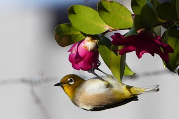 Warbling White-eye 東京都 Sun, 12/10/2023