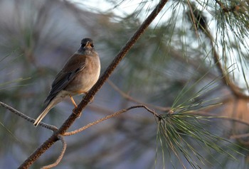 Pale Thrush 和田公園(稲敷市) Mon, 12/18/2023