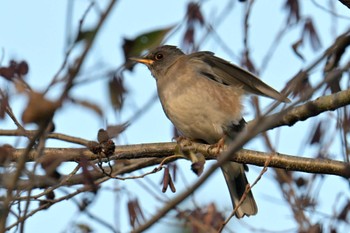 Pale Thrush 和田公園(稲敷市) Mon, 12/18/2023