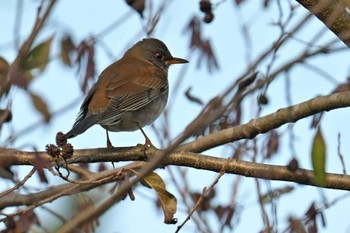 Pale Thrush 和田公園(稲敷市) Mon, 12/18/2023