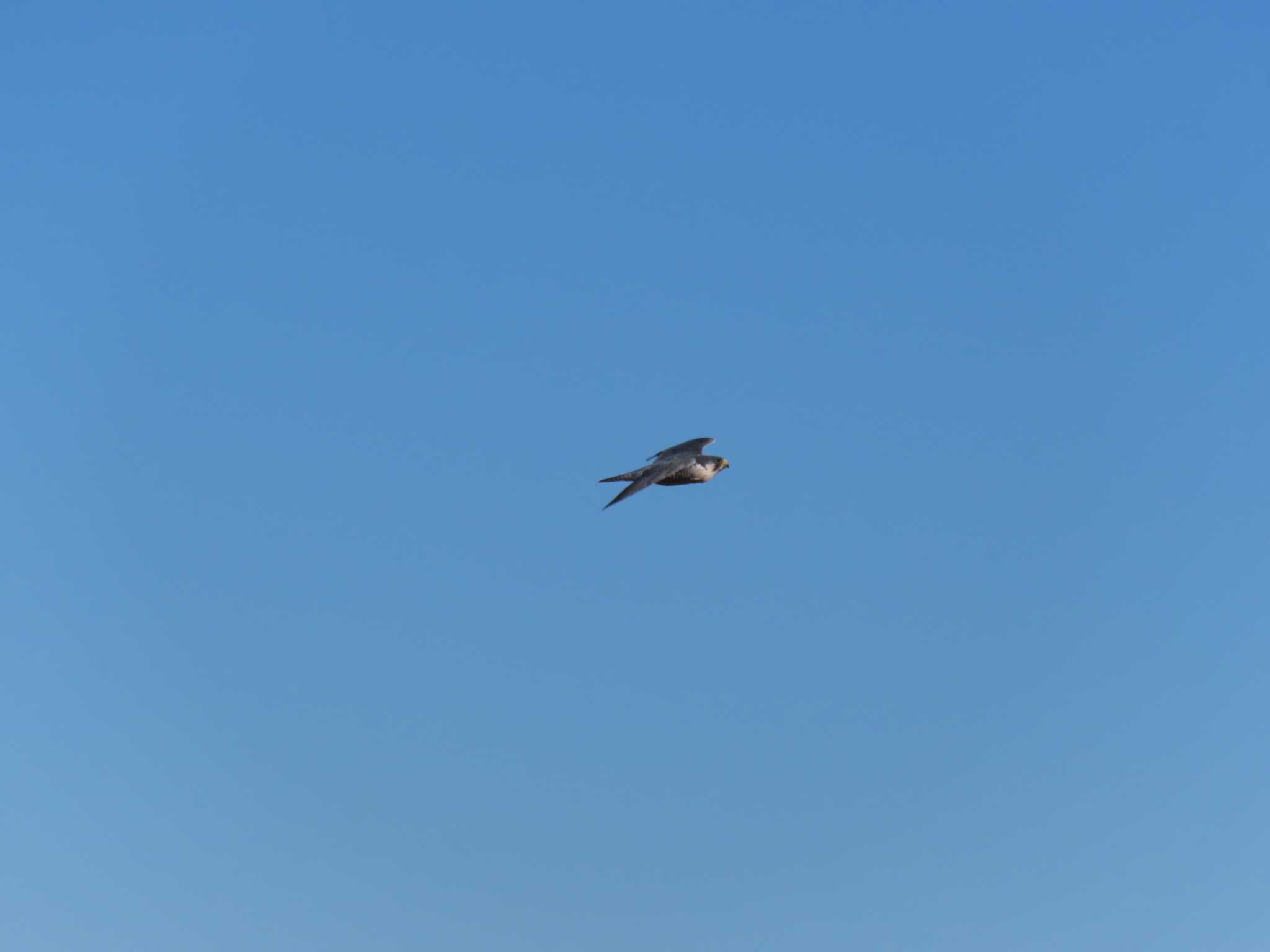 Peregrine Falcon