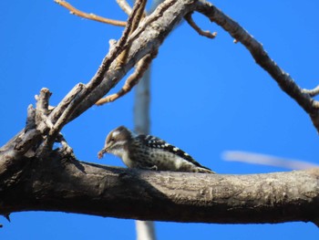 2023年12月25日(月) 多摩川の野鳥観察記録