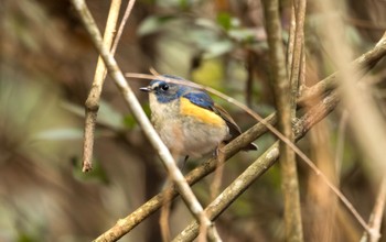 Red-flanked Bluetail 六甲山 Mon, 12/25/2023