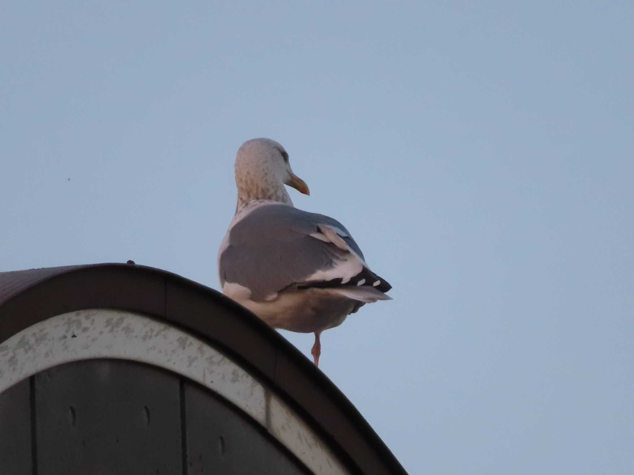 Vega Gull