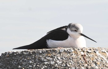 Black-winged Stilt 六郷橋緑地 Wed, 12/20/2023