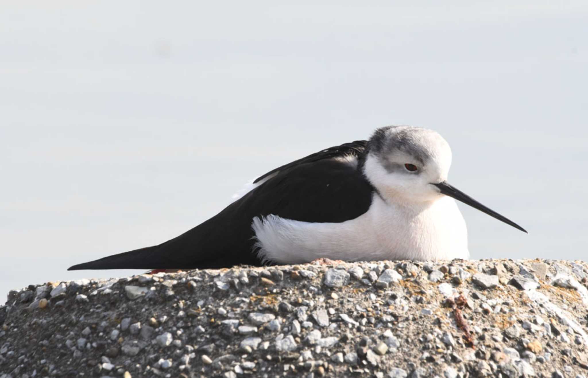 Photo of Black-winged Stilt at 六郷橋緑地 by TOM57