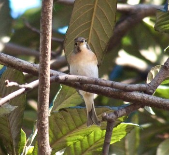 2023年12月25日(月) 井の頭公園の野鳥観察記録