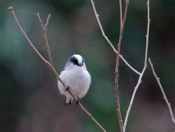 2023年12月24日(日) 横浜市立金沢自然公園の野鳥観察記録