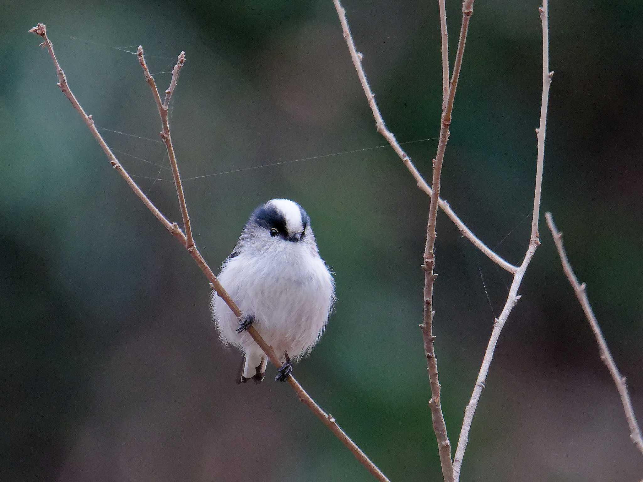 Photo of Long-tailed Tit at 横浜市立金沢自然公園 by しおまつ