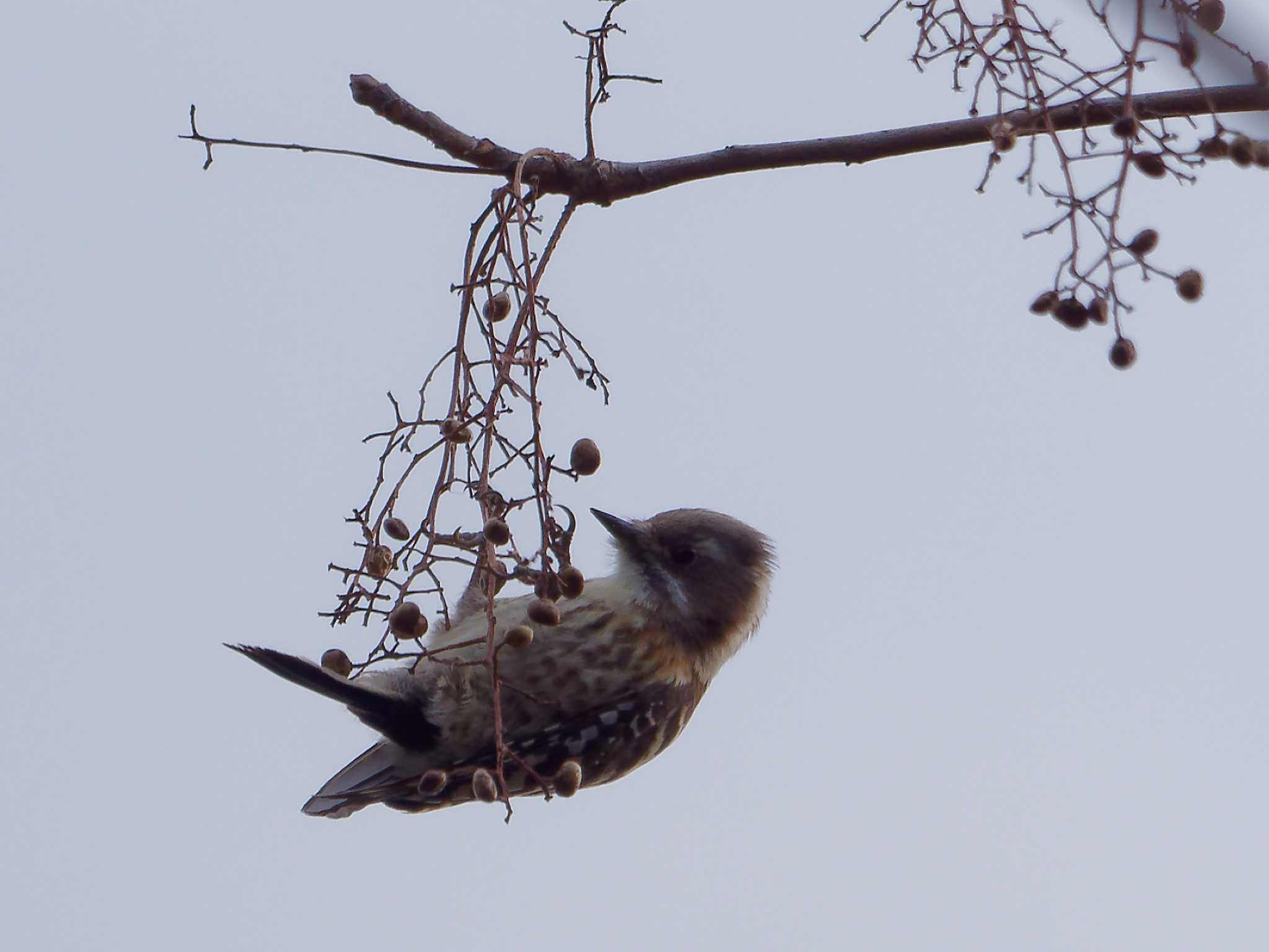 Japanese Pygmy Woodpecker