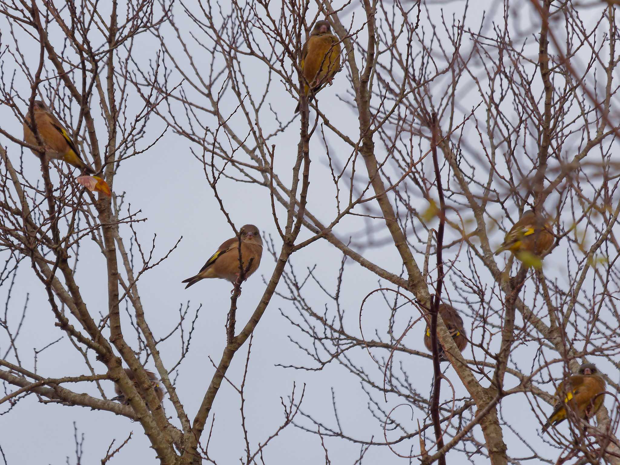 Grey-capped Greenfinch