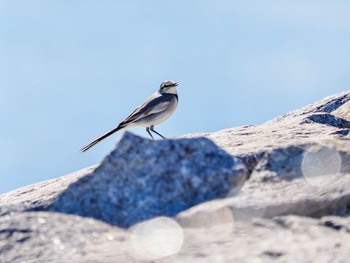 2023年12月17日(日) 塩浜三番瀬の野鳥観察記録