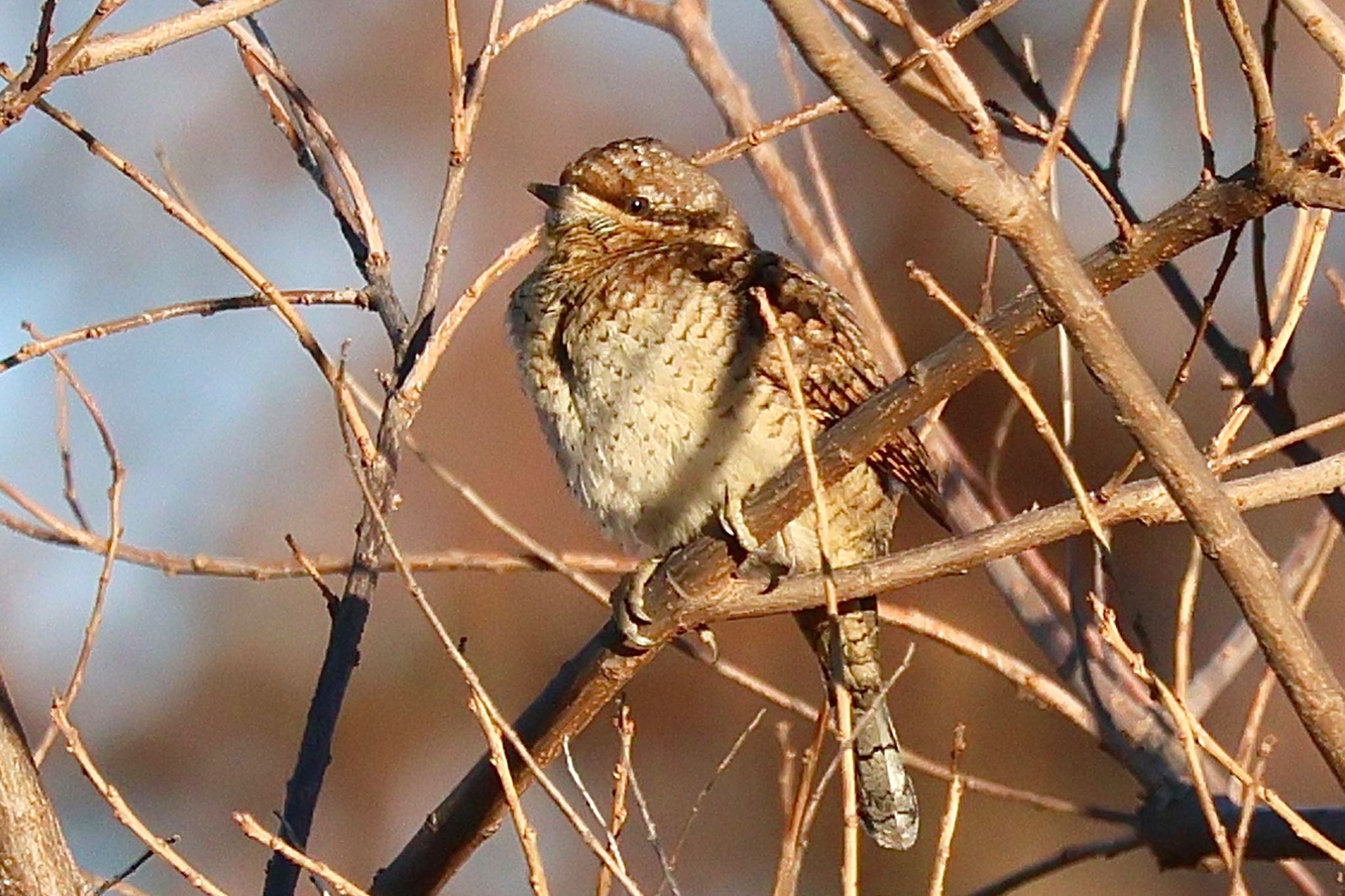 Eurasian Wryneck