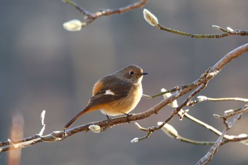 Sat, 12/23/2023 Birding report at 井頭公園