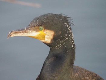 カワウ 北の丸公園 2023年12月17日(日)