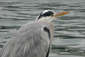 2018年10月23日(火) 高島水際線公園の野鳥観察記録