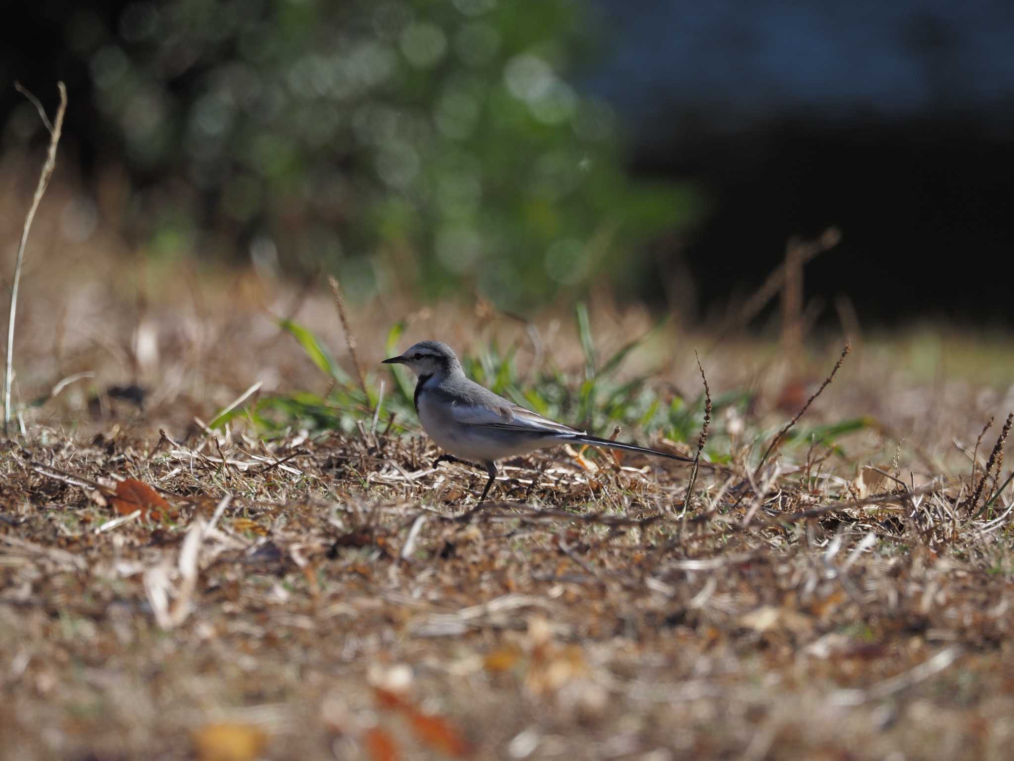 北の丸公園 ハクセキレイの写真 by さとーで