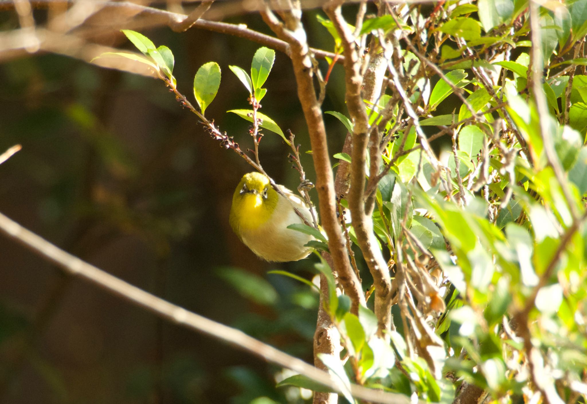 Photo of Warbling White-eye at 三重県大台町 by めいこ