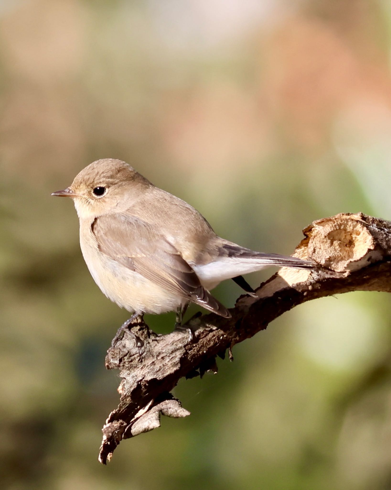 Photo of Red-breasted Flycatcher at 埼玉県 by ひよっことりどり