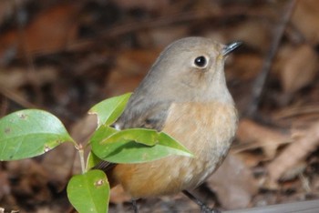 ジョウビタキ 大阪南港野鳥園 2023年12月24日(日)