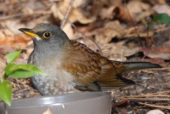 シロハラ 大阪南港野鳥園 2023年12月24日(日)