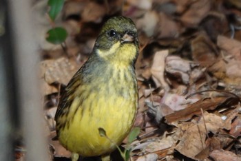 アオジ 大阪南港野鳥園 2023年12月24日(日)