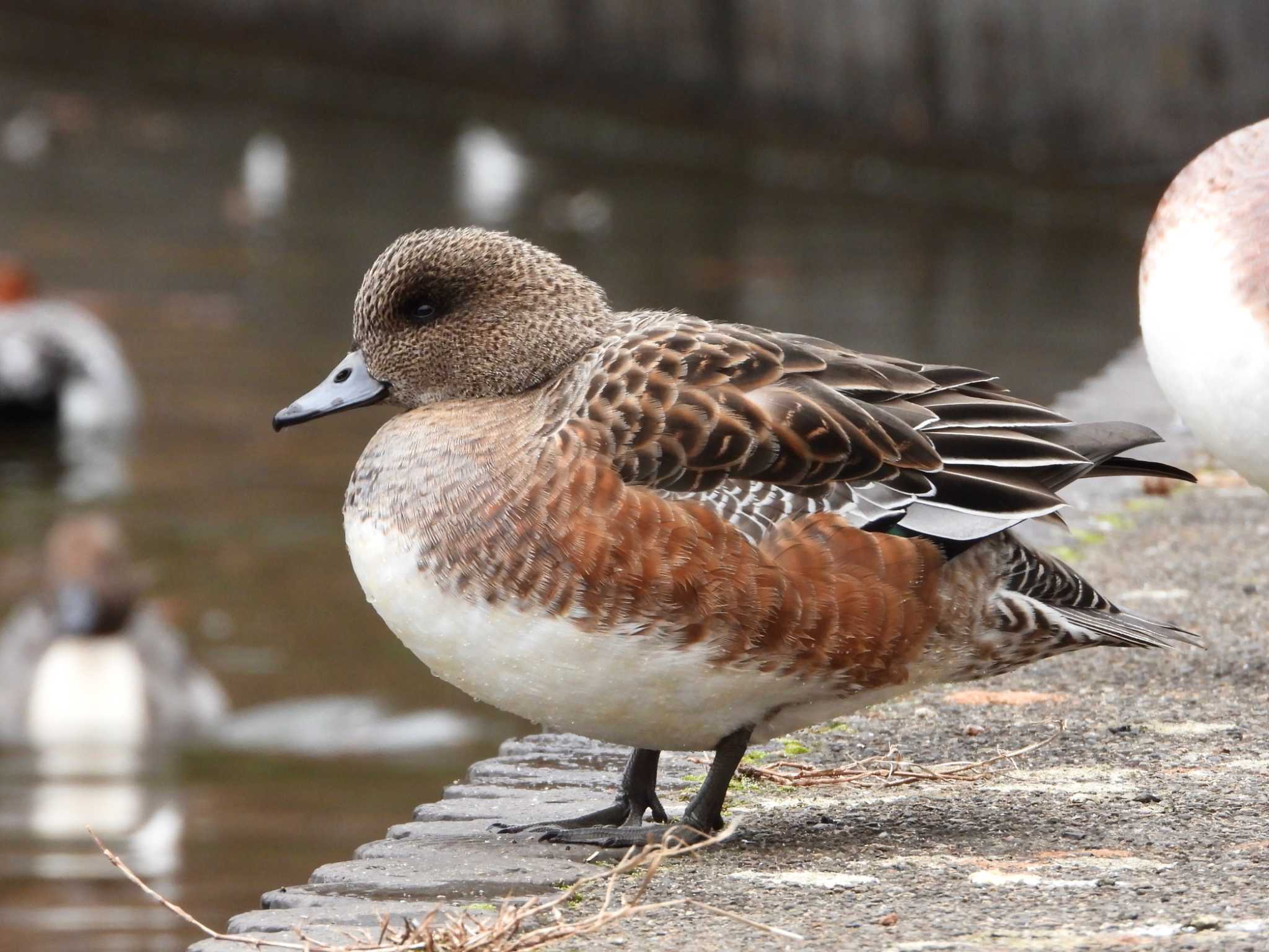 American Wigeon x Eurasian Wigeon