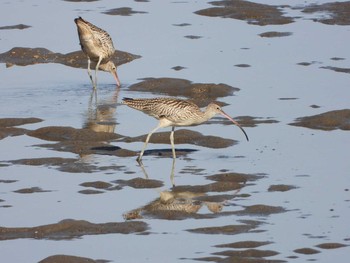 Far Eastern Curlew Unknown Spots Mon, 10/22/2018